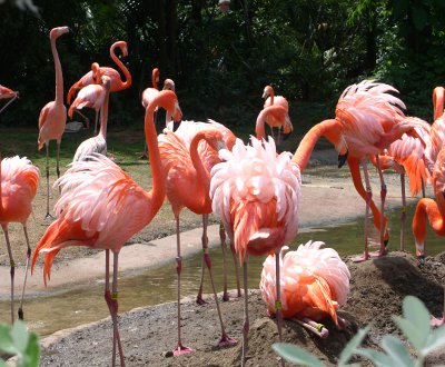 [A multitude of flamingos poking at each other.]